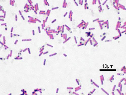 Bacillus subtilis, a species of Firmicutes bacteria