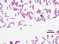 Bacillus subtilis, a species of Firmicutes bacteria