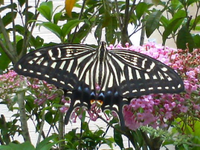 Papilio xuthus (Asian swallowtail)