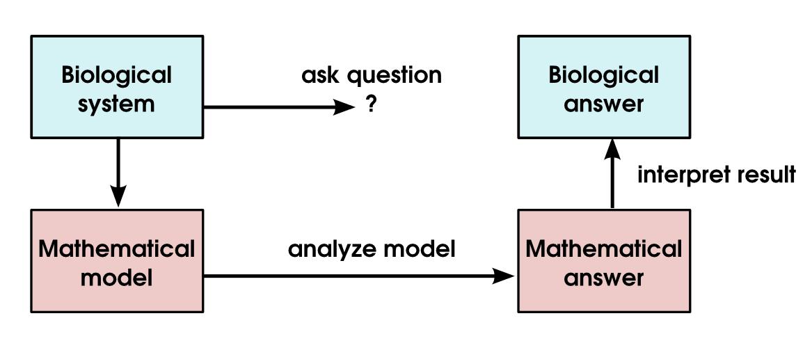 biology math schematic