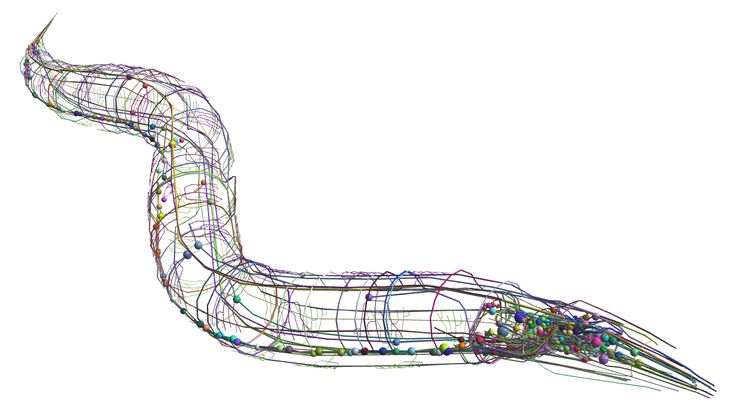 C. elegans connectome in anatomy model 