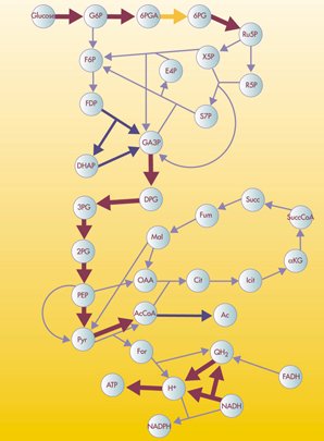 Metabolic network model for Escherichia coli