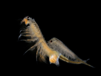 Artemia salina (brine shrimp)