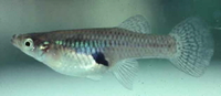 Gambusia affinis (western mosquitofish)