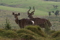 Mountain Nyala