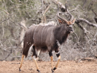 Male Nyala