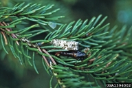 Spruce budworm
