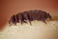 Tardigrade (water bear)